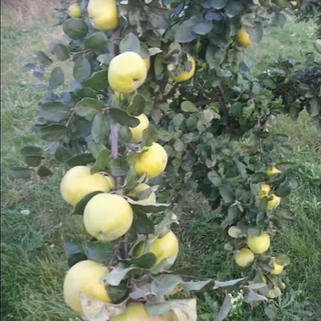 Gyuemoelcsoes Vendeghaz, Poroszlo, Tisza-to - Fruit Orchard Guest House, Poroszlo, Tisza Apartment *
