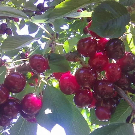 Gyuemoelcsoes Vendeghaz, Poroszlo, Tisza-to - Fruit Orchard Guest House, Poroszlo, Tisza * Poroszlo